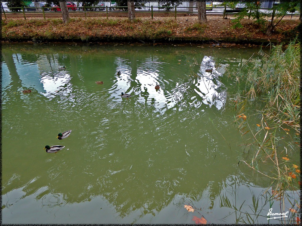 Foto: 151116-08 ZARAGOZA CANAL - Zaragoza (Aragón), España