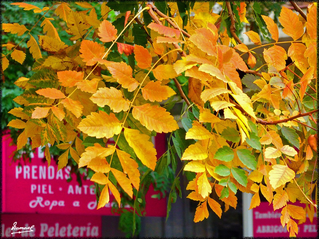 Foto: 151018-25 Zaragoza  En Fiesta - Zaragoza (Aragón), España