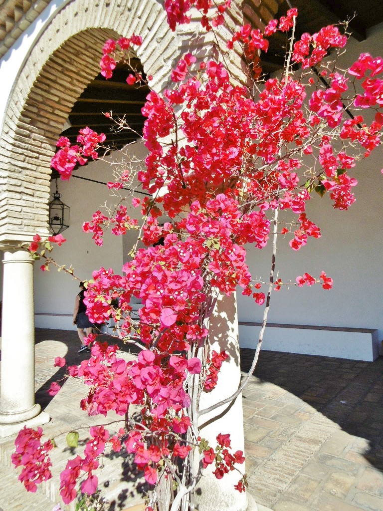 Foto: Palacio de Viana - Córdoba (Andalucía), España