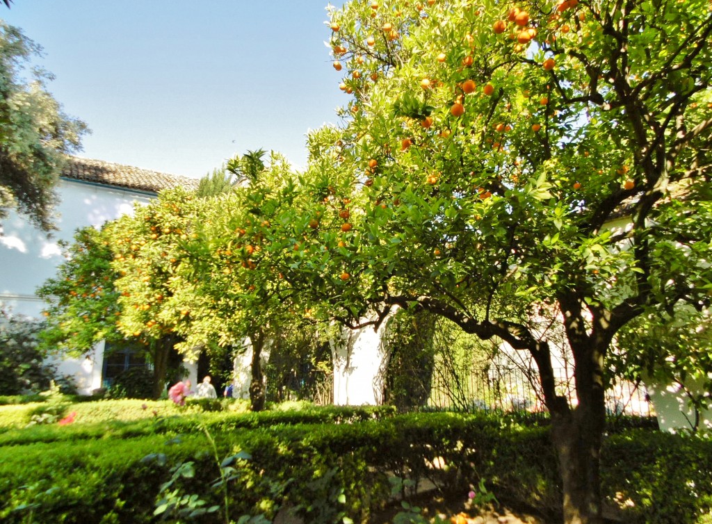 Foto: Palacio de Viana - Córdoba (Andalucía), España