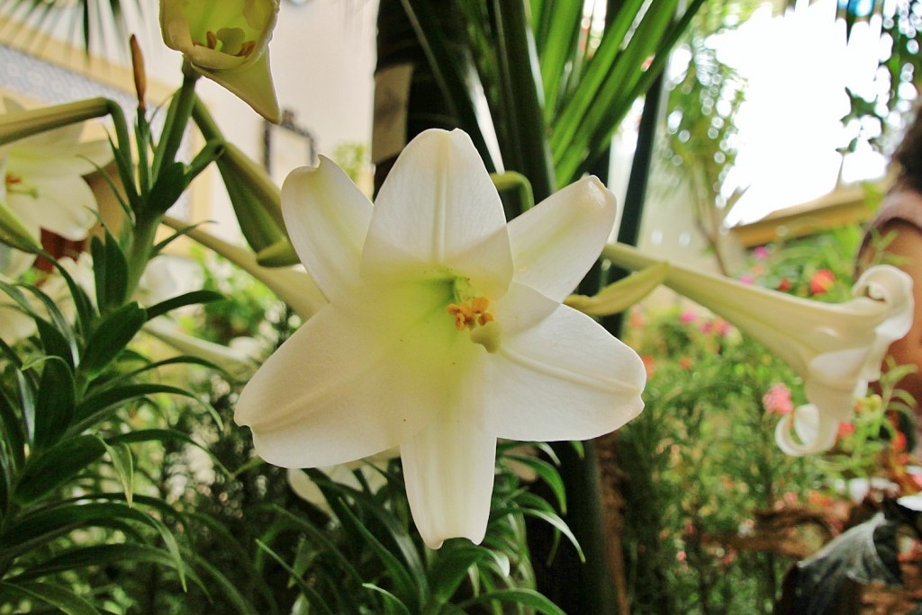 Foto: Concurso de patios 2015 - Córdoba (Andalucía), España