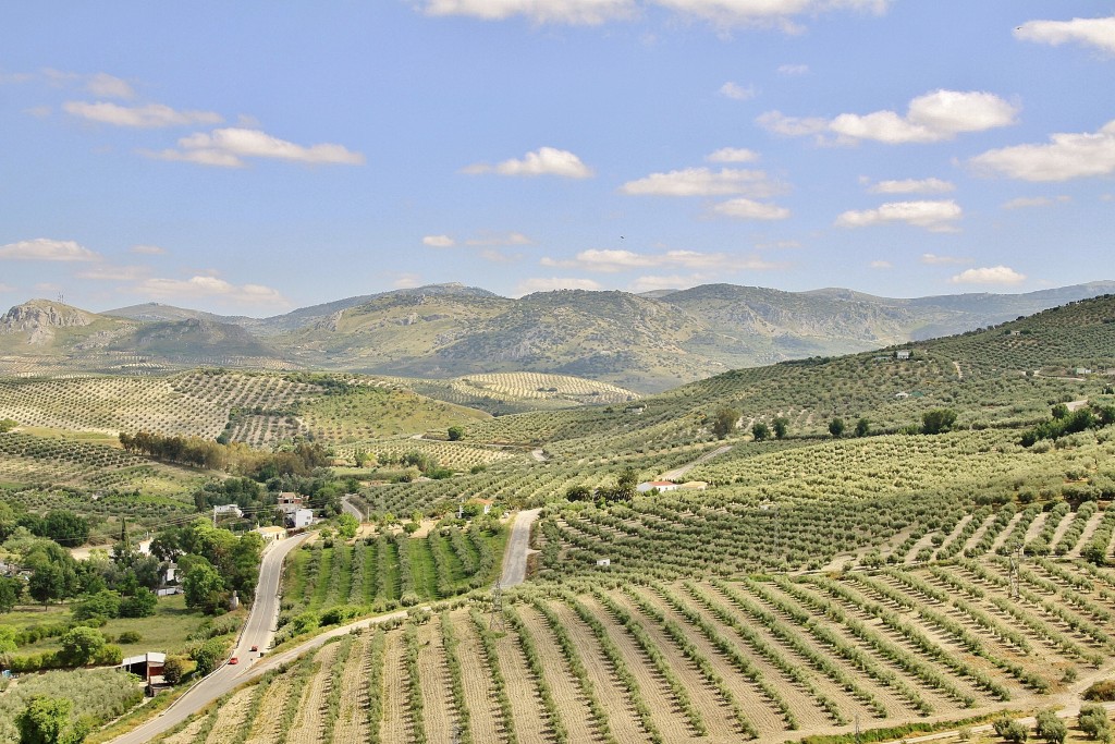 Foto: Paisaje - Baena (Córdoba), España