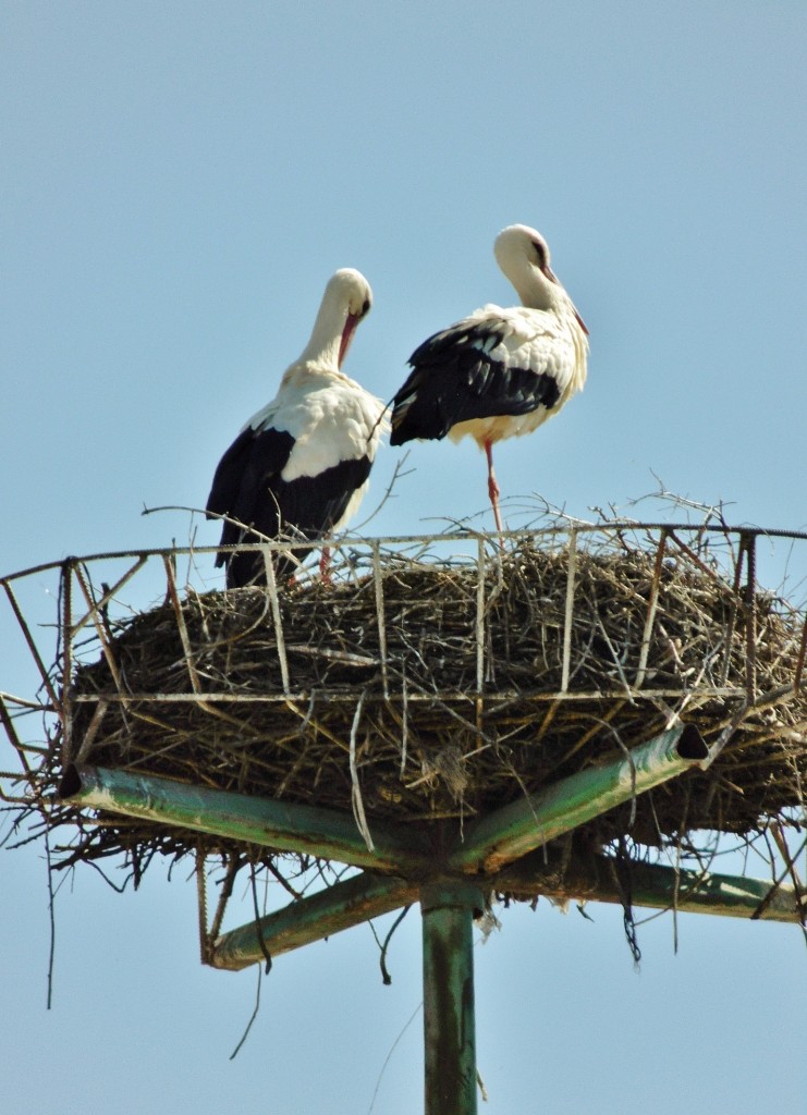 Foto: Cigüeñas - Pedroche (Córdoba), España