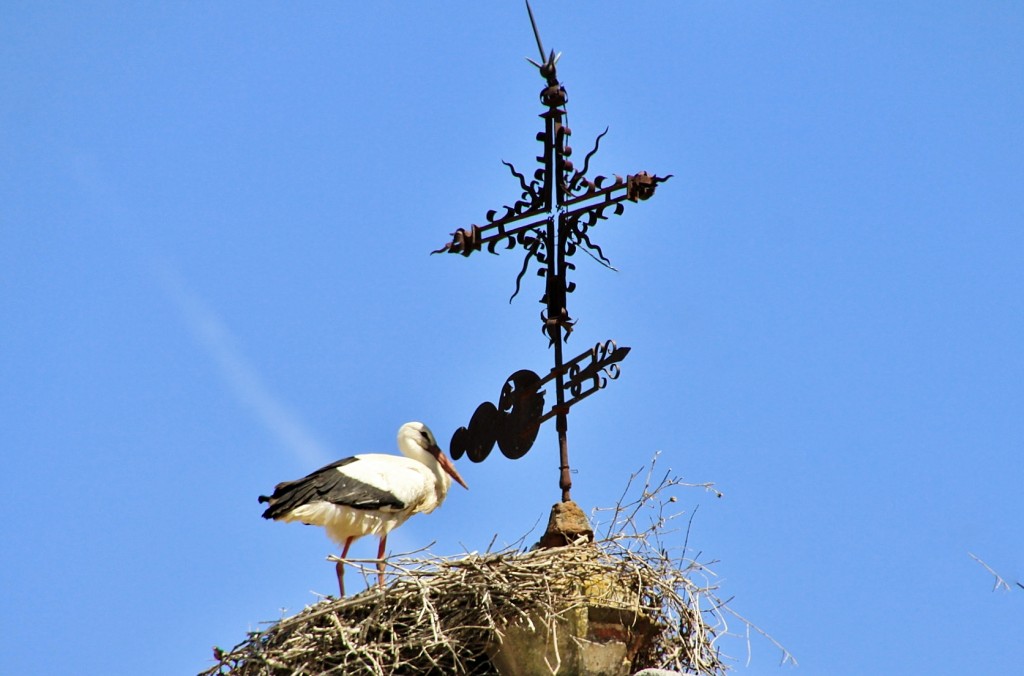 Foto: Cigüeña - Hinojosa del Duque (Córdoba), España