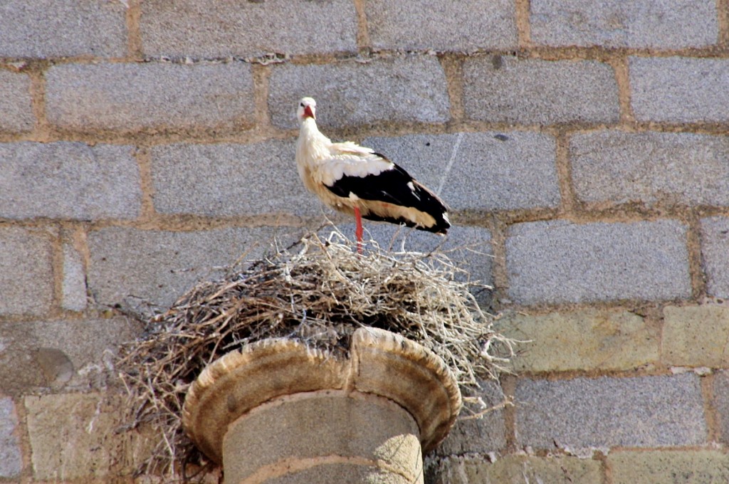 Foto: Cigüeña - Pedroche (Córdoba), España