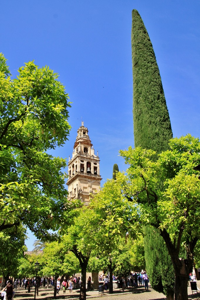 Foto: Jardines de la mezquita - Córdoba (Andalucía), España