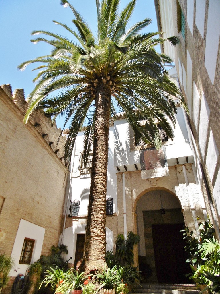 Foto: Patio cordobés - Córdoba (Andalucía), España