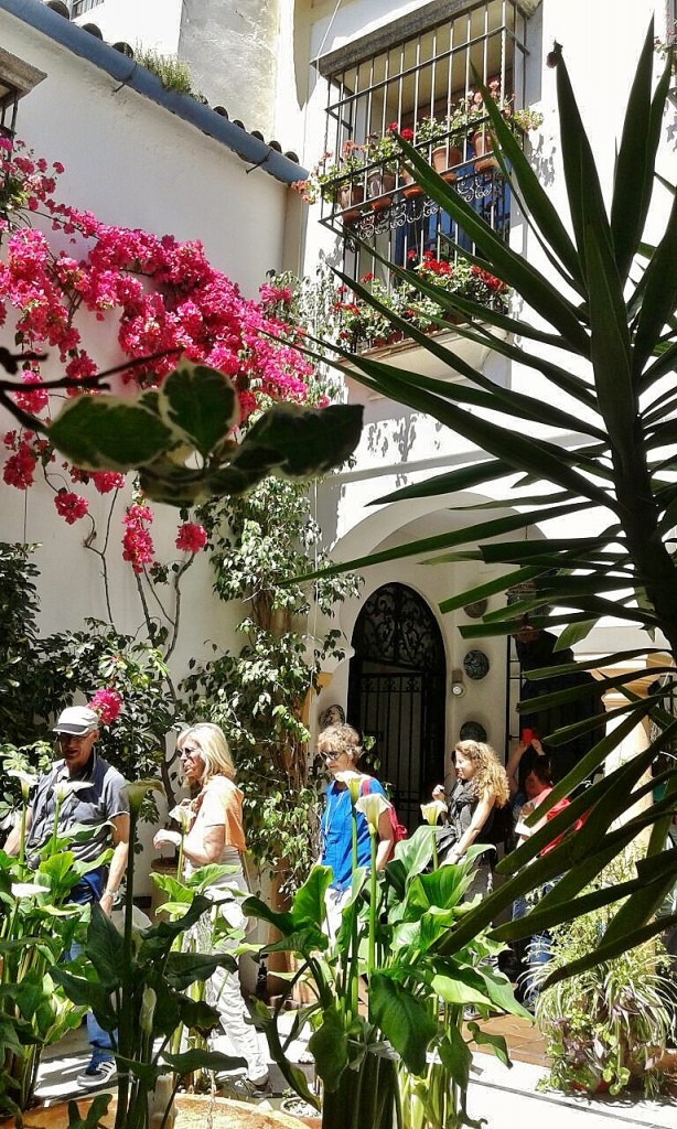 Foto: Patio cordobés - Córdoba (Andalucía), España