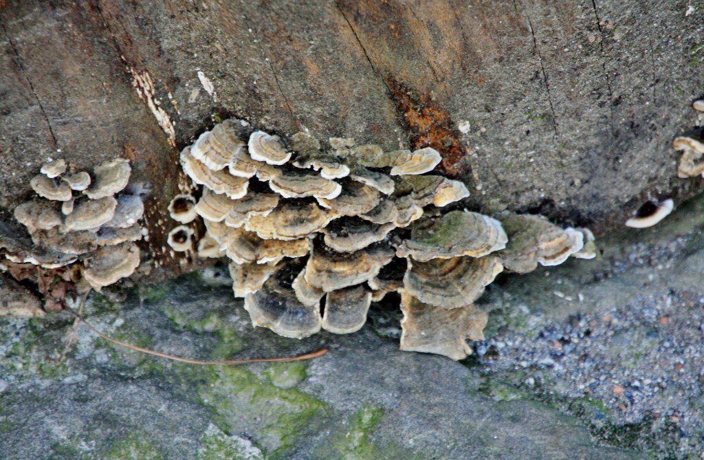 Foto: Setas - Leintz Gatzaga (Gipuzkoa), España