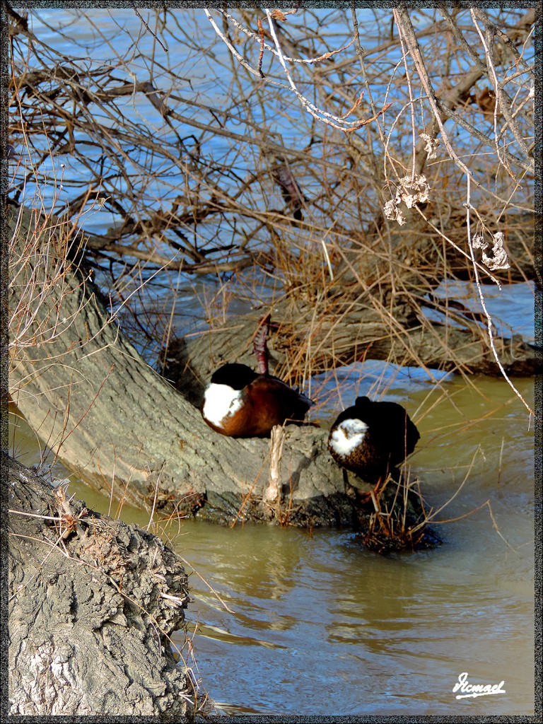 Foto: 150218-02 RIADA EN EL ,EBRO - Zaragoza (Aragón), España