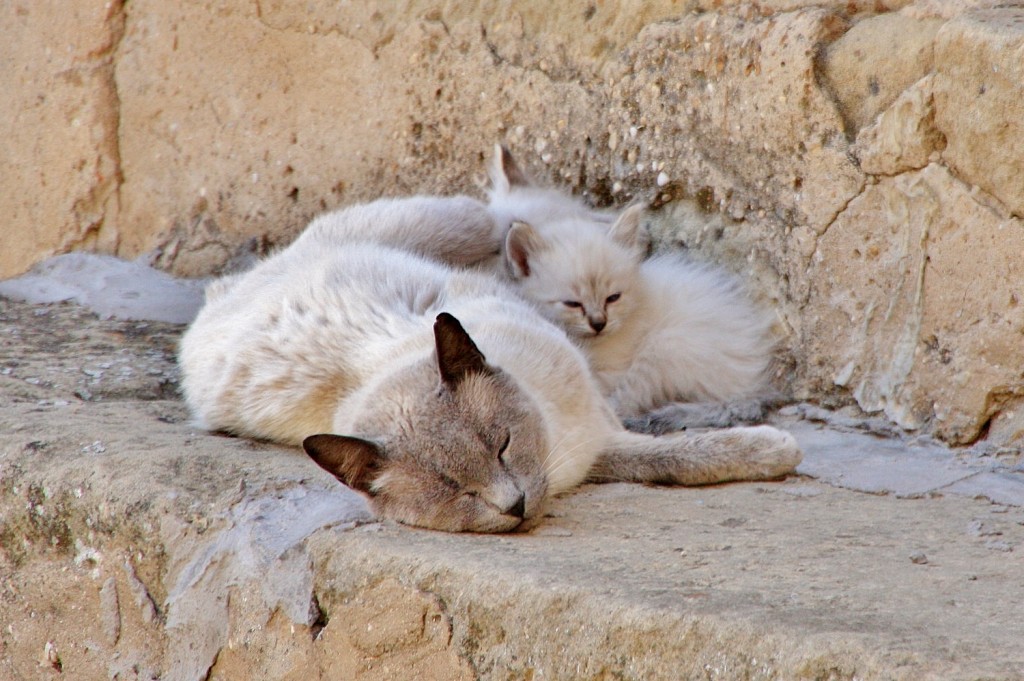 Foto: Gatitos - Fabara (Zaragoza), España