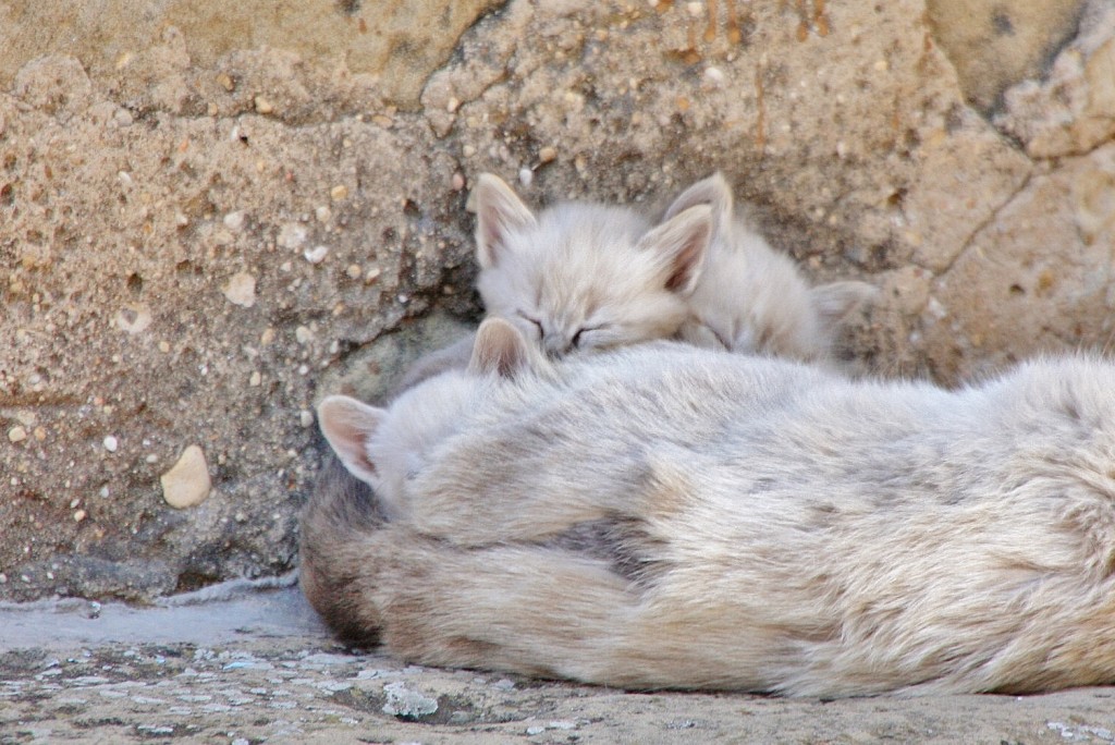 Foto: Gatitos - Fabara (Zaragoza), España