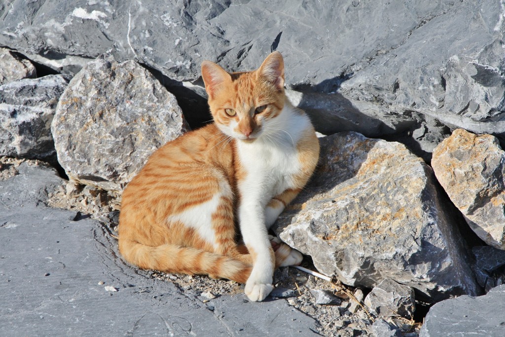 Foto: Gatito - Deba (Gipuzkoa), España