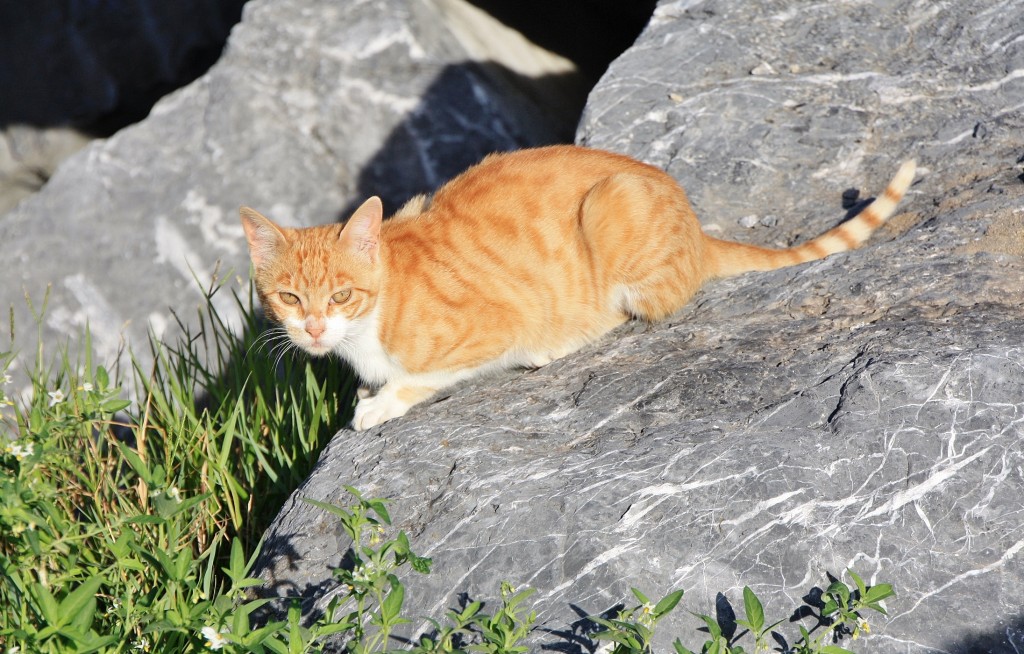 Foto: Gatito - Deba (Gipuzkoa), España