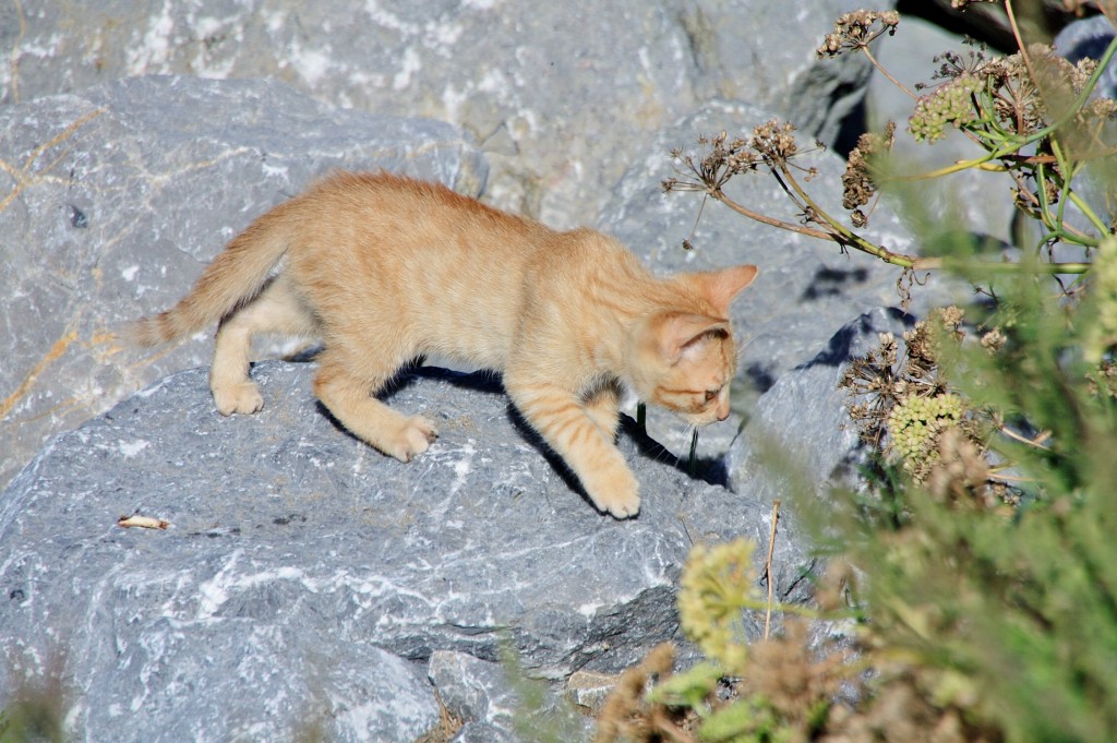 Foto: Gatito - Deba (Gipuzkoa), España