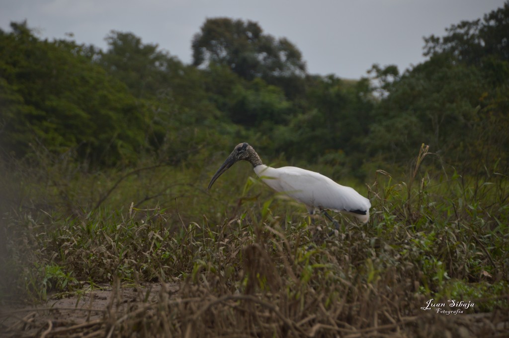 Foto: Refugio de Vida Silvestre - Caño Negro (Alajuela), Costa Rica