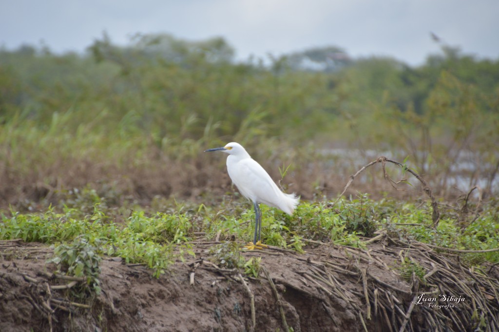 Foto: Refugio de Vida Silvestre - Caño Negro (Alajuela), Costa Rica