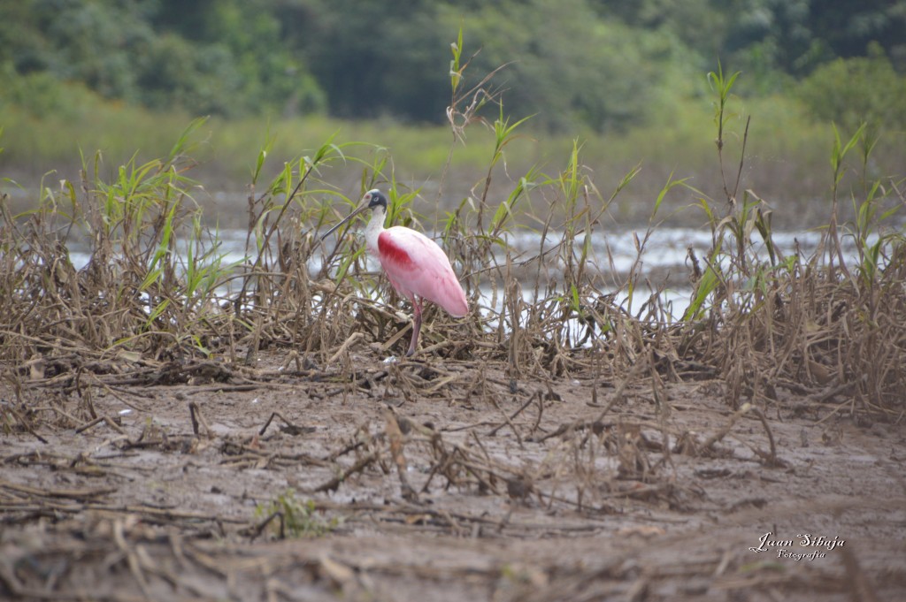 Foto: Refugio de Vida Silvestre - Caño Negro (Alajuela), Costa Rica