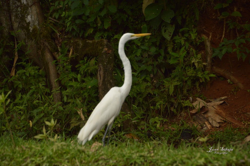 Foto: Refugio de Vida Silvestre - Caño Negro (Alajuela), Costa Rica