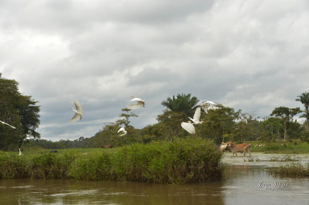 Foto: Refugio de Vida Silvestre - Caño Negro (Alajuela), Costa Rica