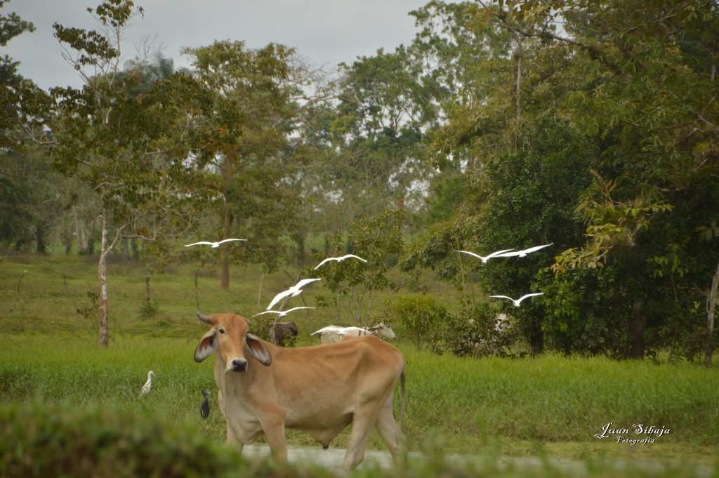 Foto: Refugio de Vida Silvestre - Caño Negro (Alajuela), Costa Rica