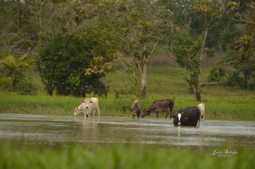 Foto: Refugio de Vida Silvestre - Caño Negro (Alajuela), Costa Rica