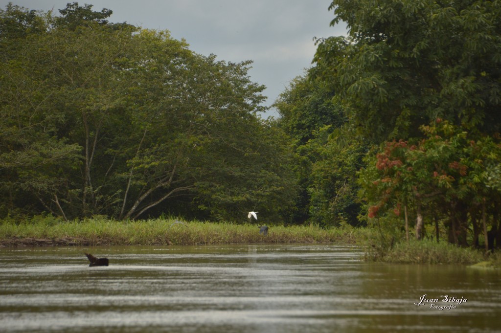 Foto: Refugio de Vida Silvestre - Caño Negro (Alajuela), Costa Rica