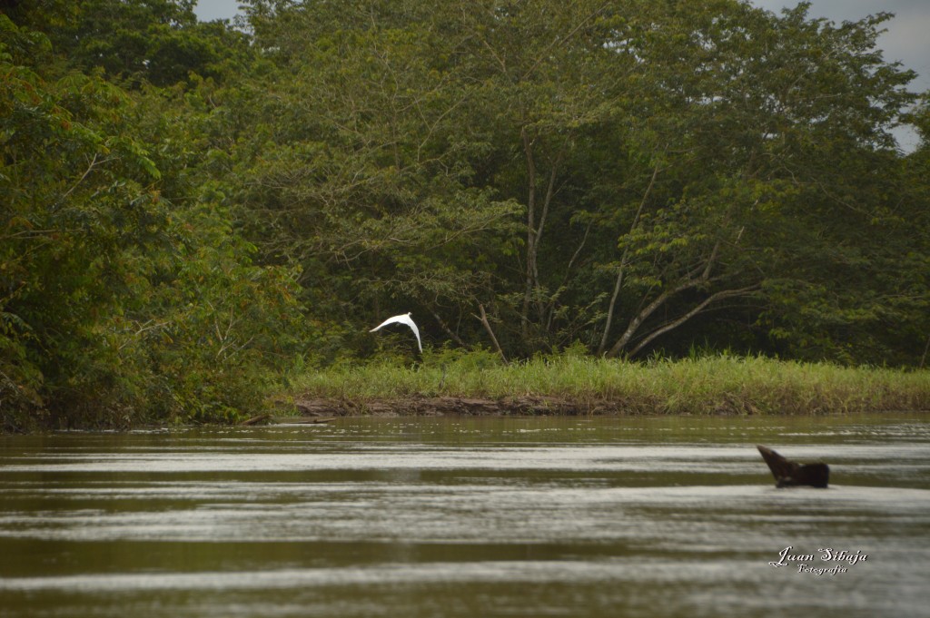 Foto: Refugio de Vida Silvestre - Caño Negro (Alajuela), Costa Rica