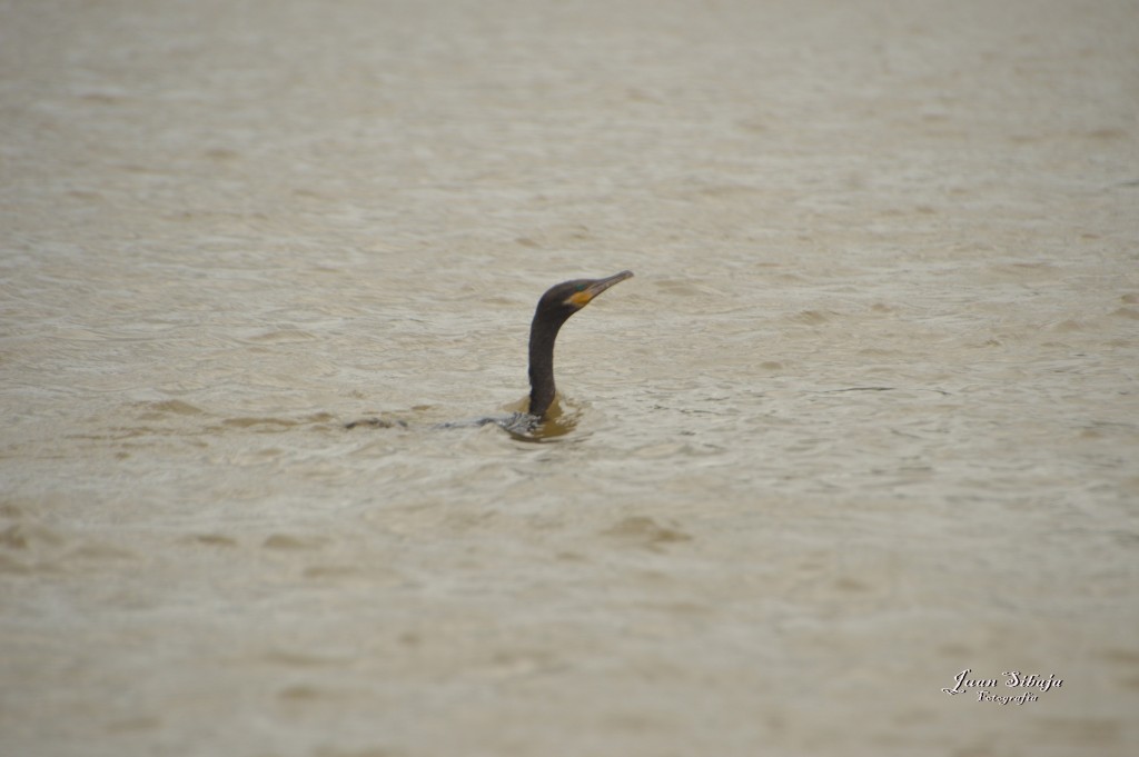 Foto: Refugio de Vida Silvestre - Caño Negro (Alajuela), Costa Rica