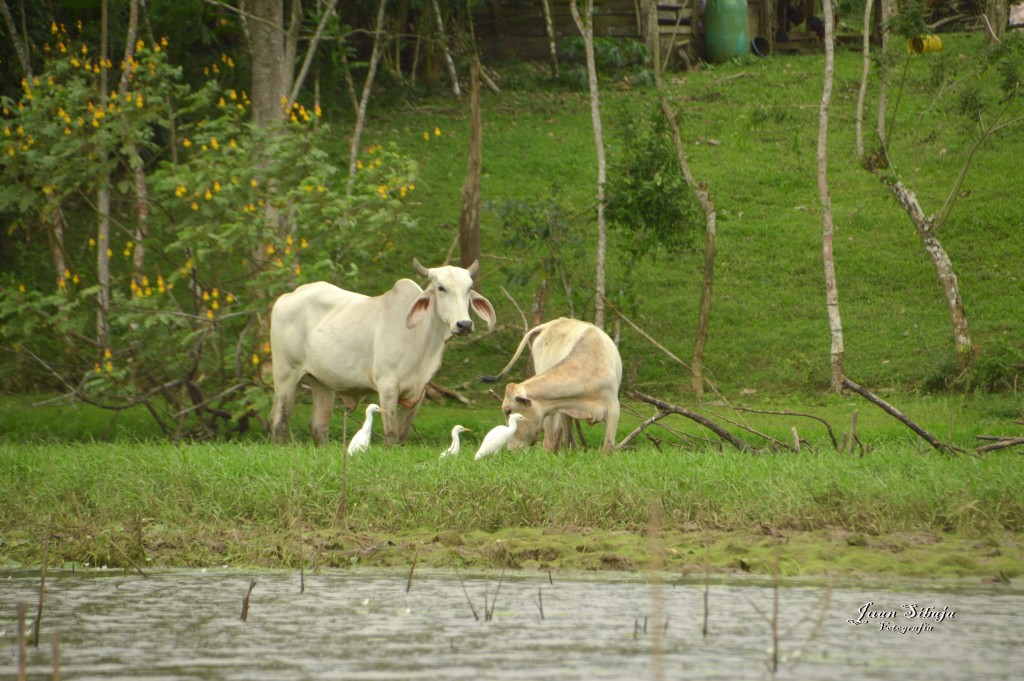 Foto: Refugio de Vida Silvestre - Caño Negro (Alajuela), Costa Rica