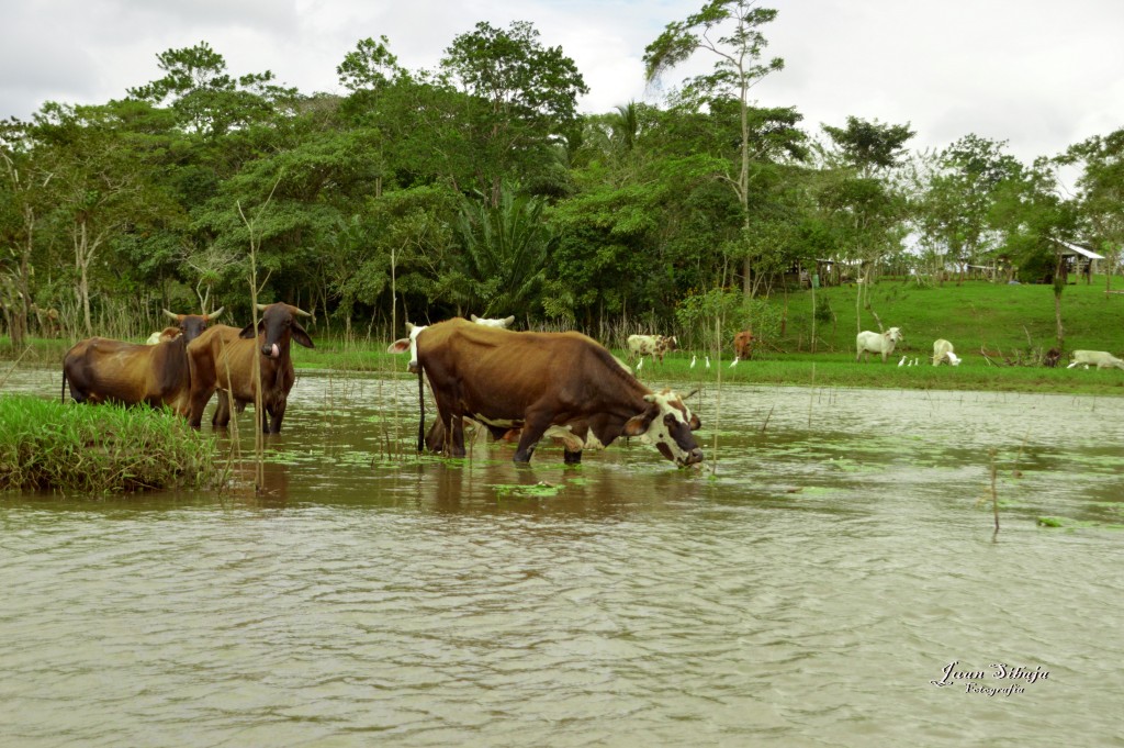 Foto: Refugio de Vida Silvestre - Caño Negro (Alajuela), Costa Rica