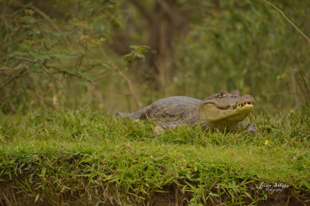 Foto: Refugio de Vida Silvestre - Caño Negro (Alajuela), Costa Rica