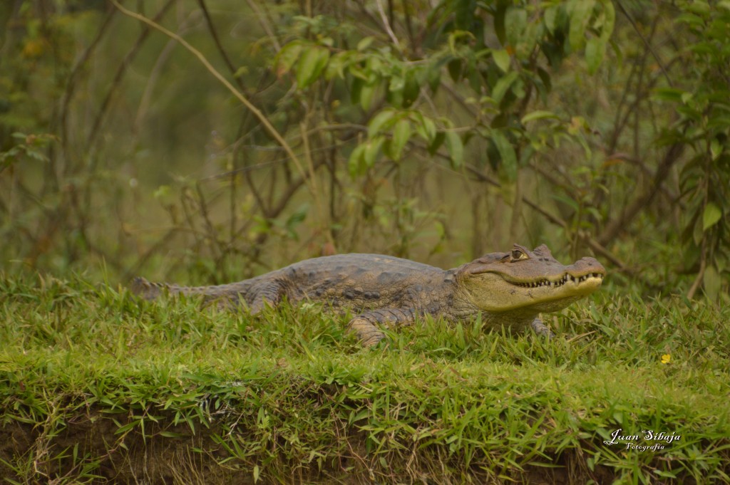 Foto: Refugio de Vida Silvestre - Caño Negro (Alajuela), Costa Rica