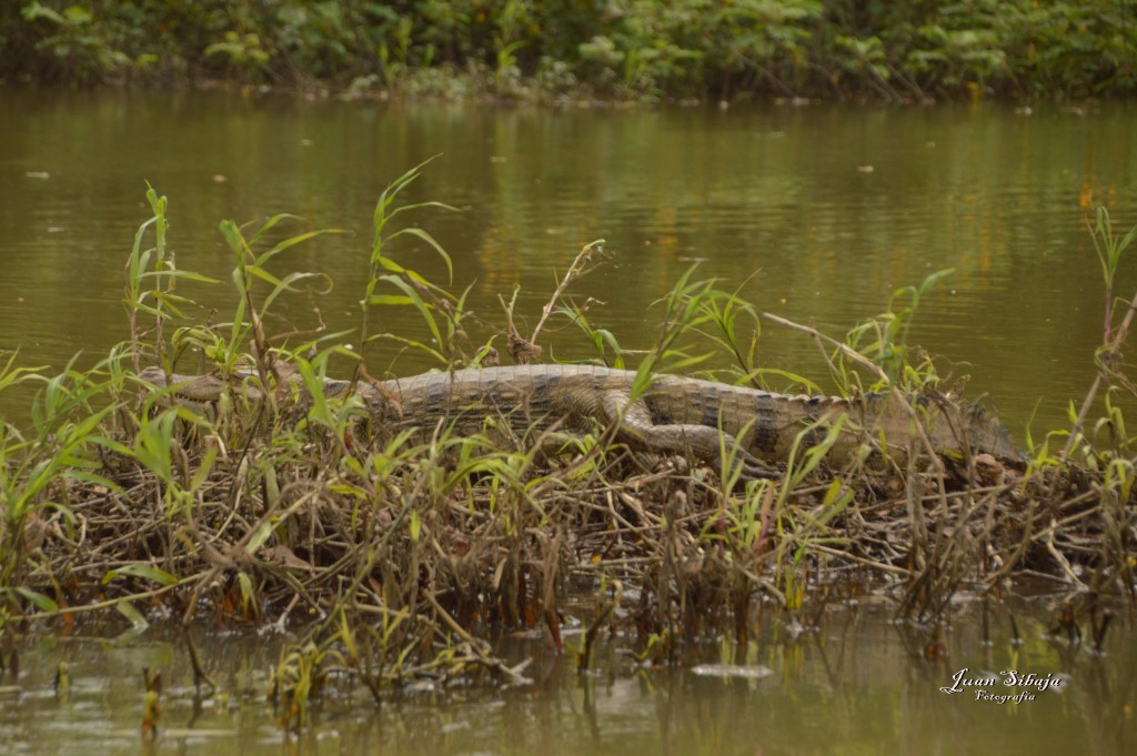 Foto: Refugio de Vida Silvestre - Caño Negro (Alajuela), Costa Rica