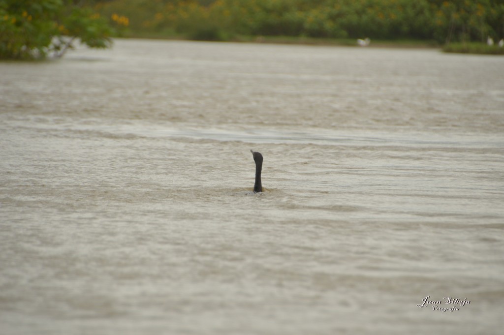 Foto: Refugio de Vida Silvestre - Caño Negro (Alajuela), Costa Rica