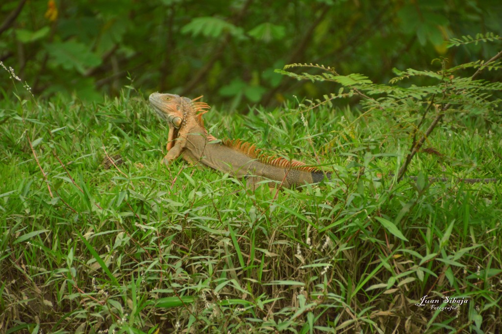 Foto: Refugio de Vida Silvestre - Caño Negro (Alajuela), Costa Rica