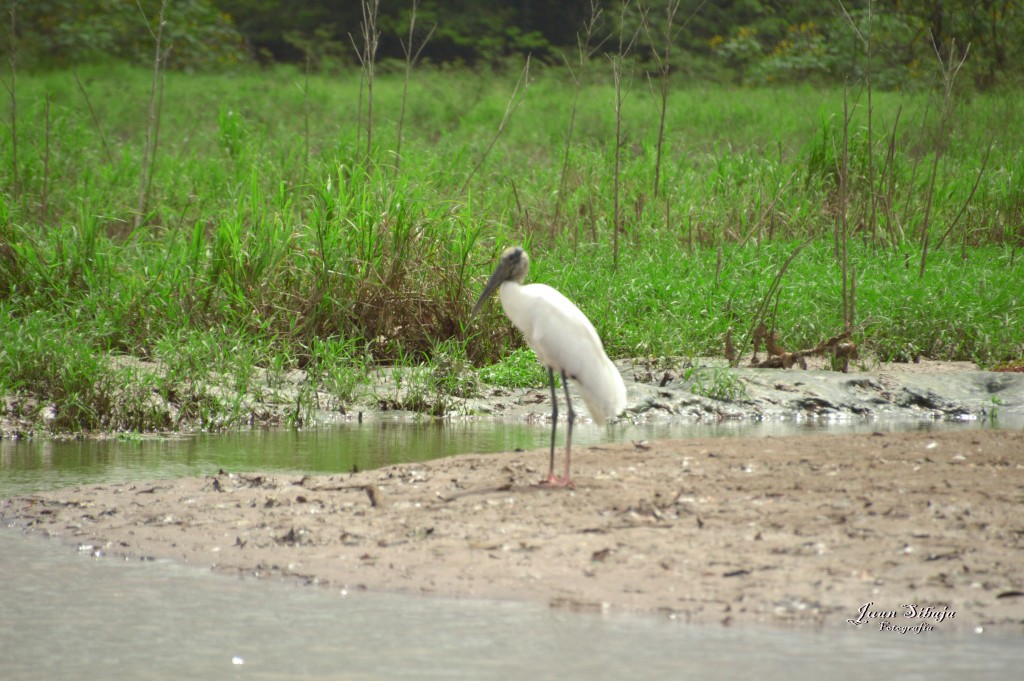 Foto: Refugio de Vida Silvestre - Caño Negro (Alajuela), Costa Rica