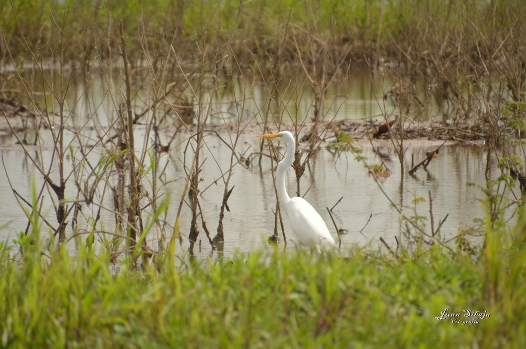 Foto: Refugio de Vida Silvestre - Caño Negro (Alajuela), Costa Rica