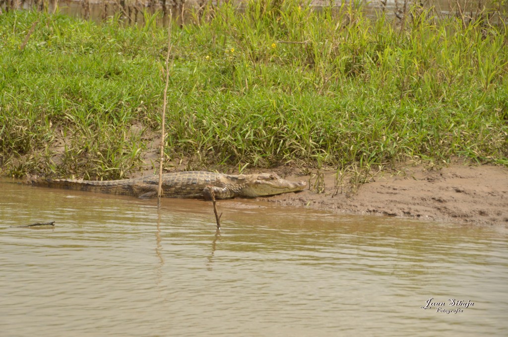 Foto: Refugio de Vida Silvestre - Caño Negro (Alajuela), Costa Rica