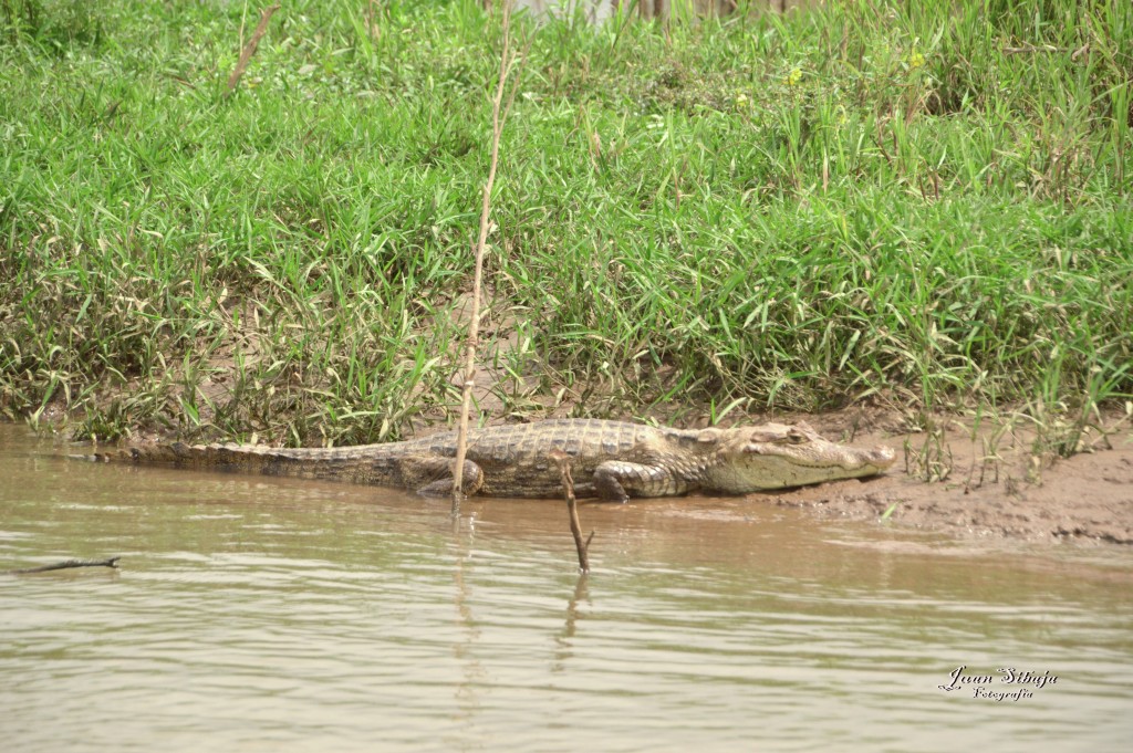 Foto: Refugio de Vida Silvestre - Caño Negro (Alajuela), Costa Rica