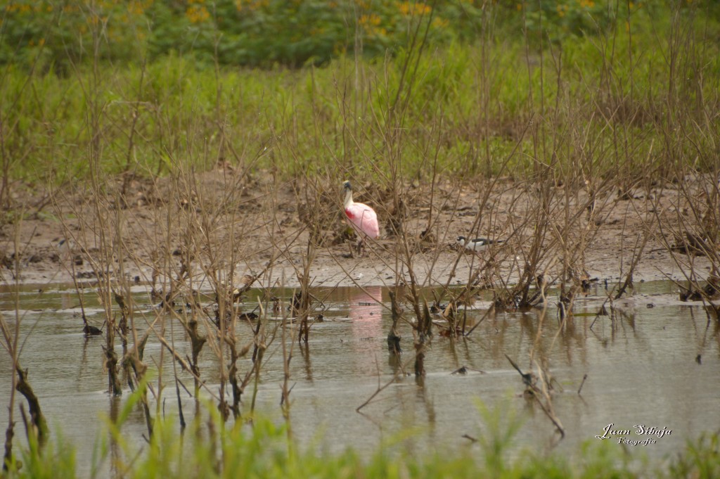 Foto: Refugio de Vida Silvestre - Caño Negro (Alajuela), Costa Rica