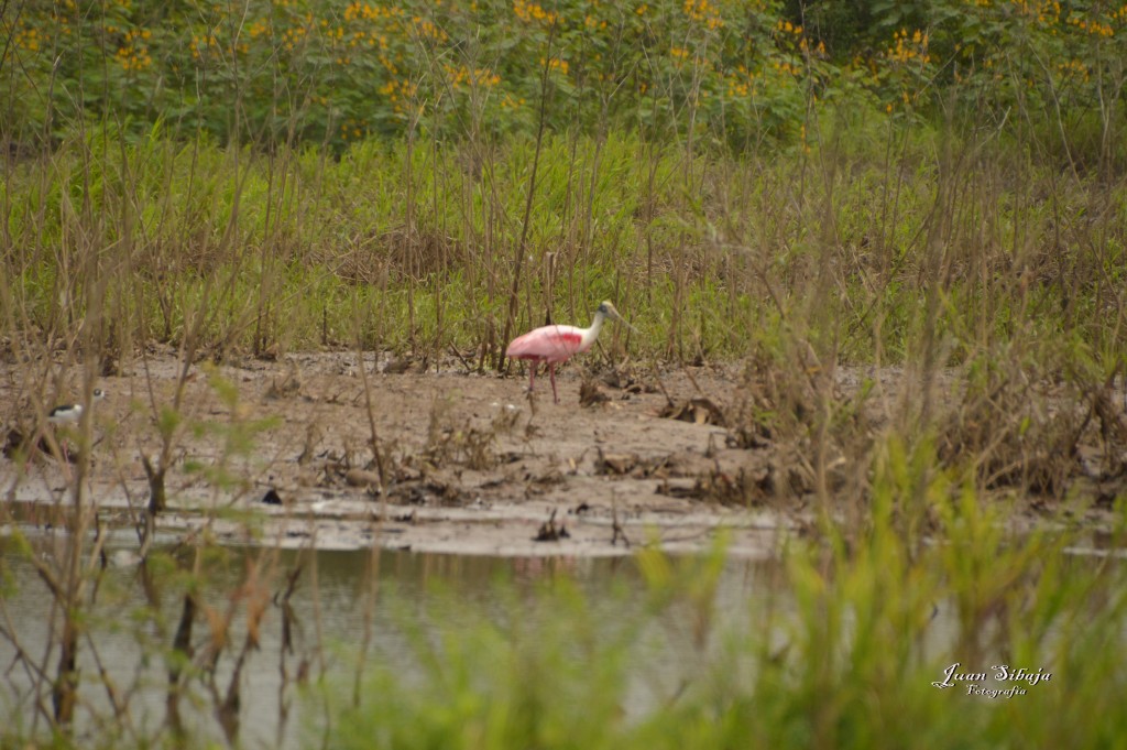 Foto: Refugio de Vida Silvestre - Caño Negro (Alajuela), Costa Rica