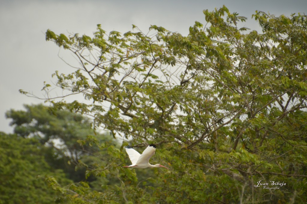 Foto: Refugio de Vida Silvestre - Caño Negro (Alajuela), Costa Rica