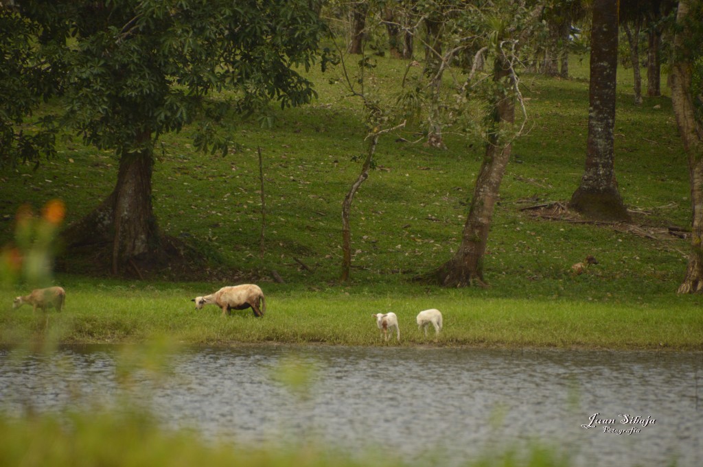 Foto: Refugio de Vida Silvestre - Caño Negro (Alajuela), Costa Rica