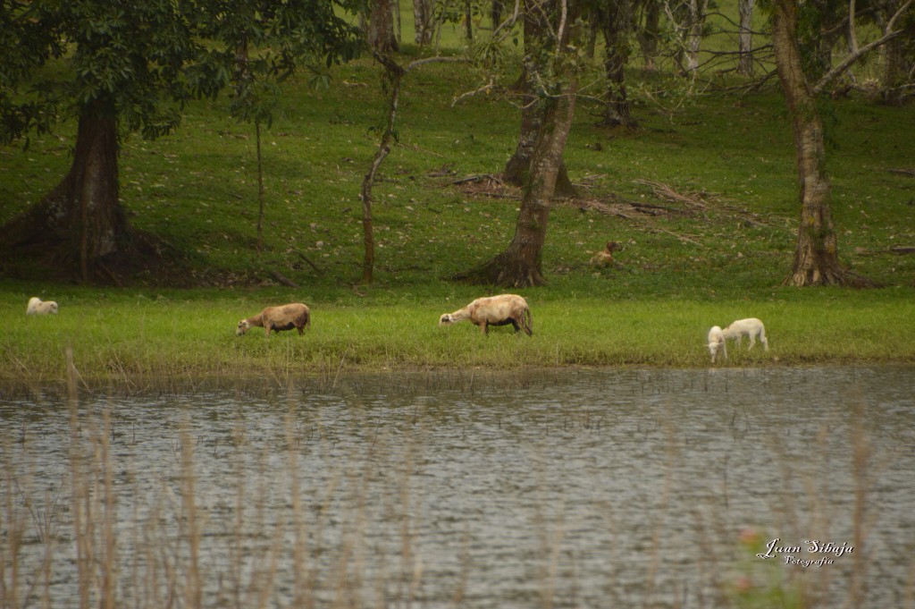 Foto: Refugio de Vida Silvestre - Caño Negro (Alajuela), Costa Rica