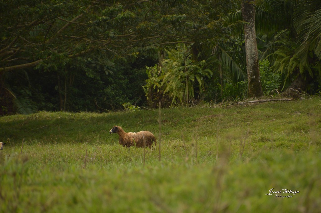 Foto: Refugio de Vida Silvestre - Caño Negro (Alajuela), Costa Rica