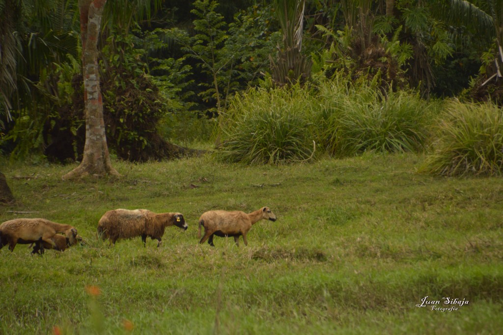 Foto: Refugio de Vida Silvestre - Caño Negro (Alajuela), Costa Rica