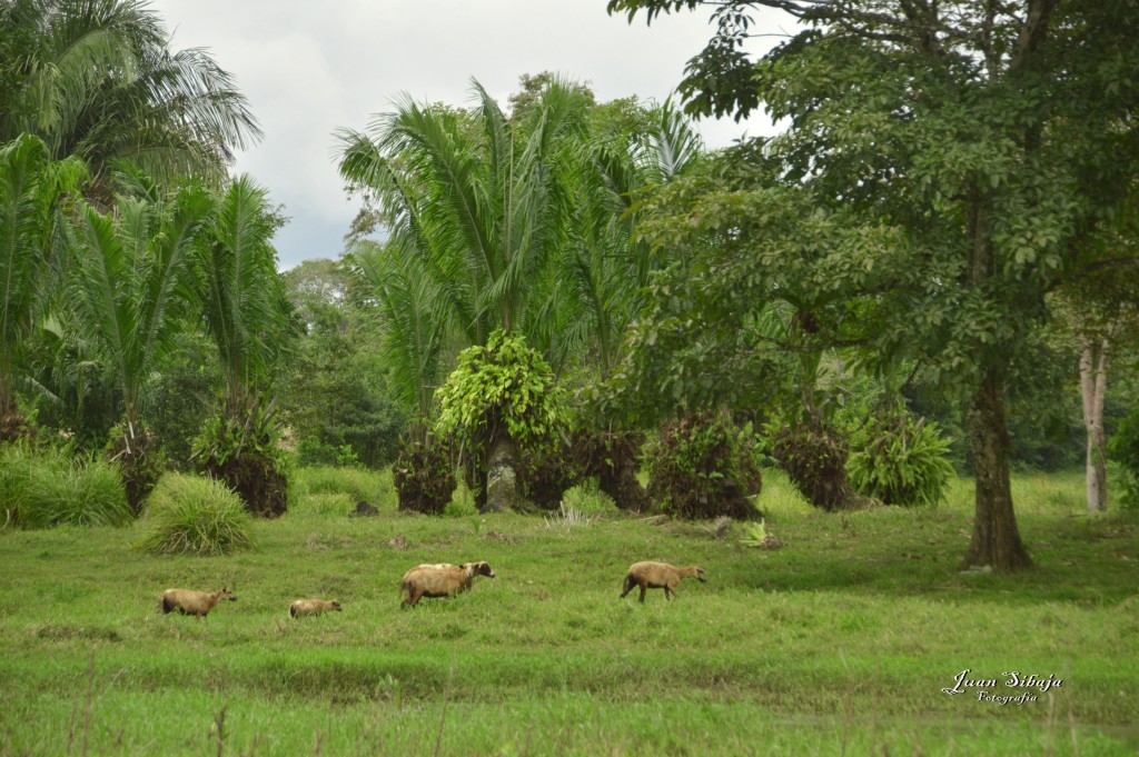 Foto: Refugio de Vida Silvestre - Caño Negro (Alajuela), Costa Rica