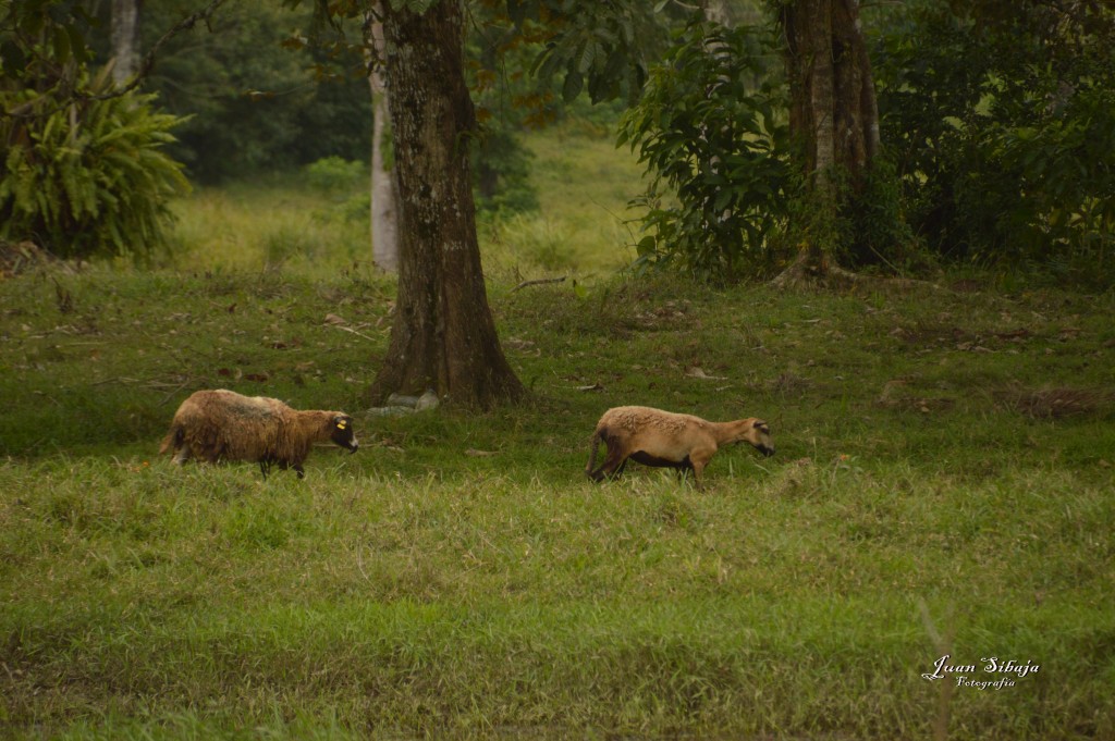 Foto: Refugio de Vida Silvestre - Caño Negro (Alajuela), Costa Rica