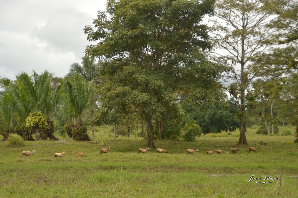 Foto: Refugio de Vida Silvestre - Caño Negro (Alajuela), Costa Rica